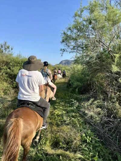 Horses on Köyceğiz Lake