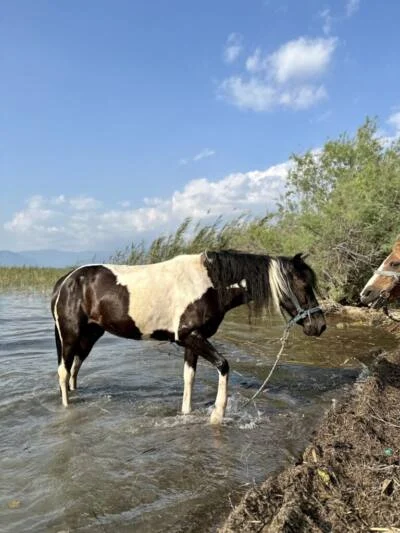 A horse on the hot-spring path