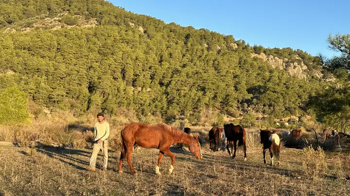 Horses and a handler on the hillside