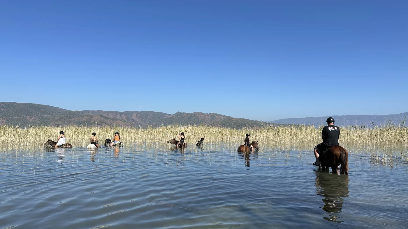 Horses by the lake